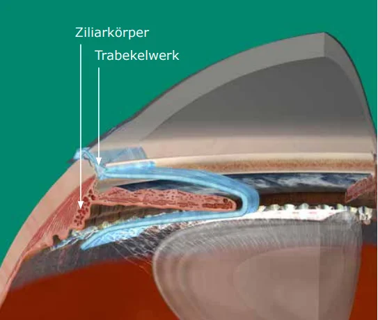 Glaukom-Anatomie