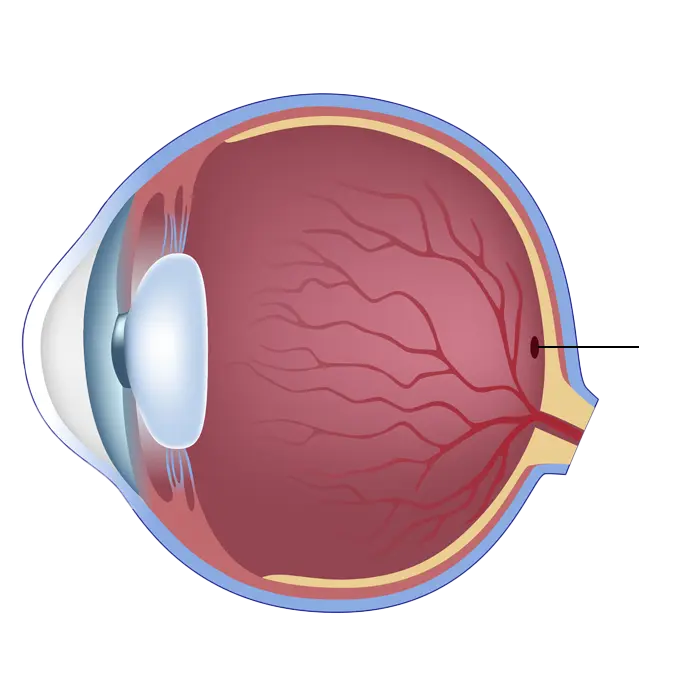 Gesundes Auge