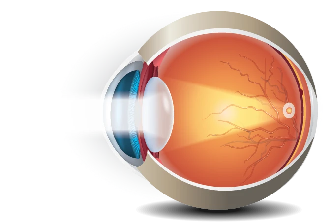 Het gezonde oog