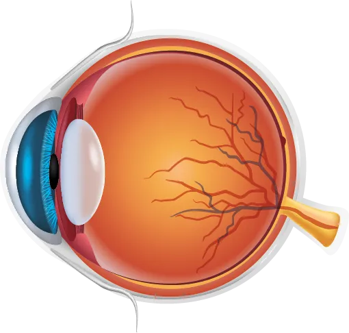 Die gesunde Hornhaut