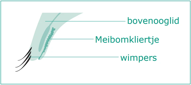 Anatomie van het ooglid