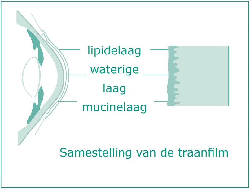Onderdelen van de traanfilm
